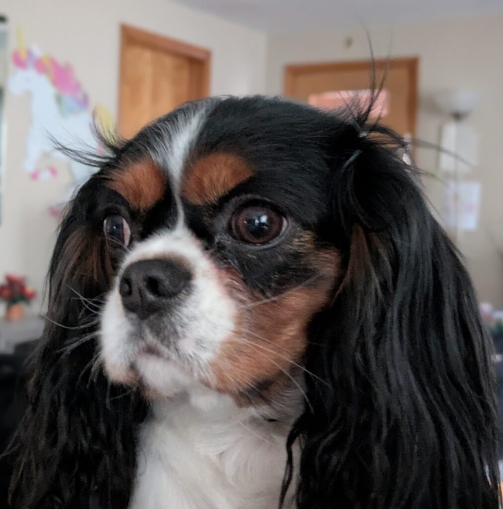 A portrait of Daisy, a cavalier king charles spaniel. The lab mascot.